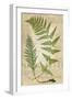 Fern Folio IV-Vision Studio-Framed Art Print