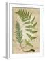 Fern Folio IV-Vision Studio-Framed Art Print