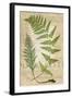 Fern Folio IV-Vision Studio-Framed Art Print