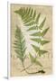 Fern Folio IV-Vision Studio-Framed Art Print