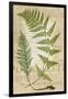 Fern Folio IV-Vision Studio-Framed Art Print