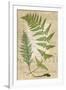 Fern Folio IV-Vision Studio-Framed Art Print