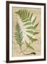 Fern Folio IV-Vision Studio-Framed Art Print