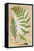 Fern Folio IV-Vision Studio-Framed Stretched Canvas