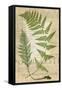 Fern Folio IV-Vision Studio-Framed Stretched Canvas