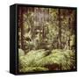 Fern Forest Filtered-THPStock-Framed Stretched Canvas