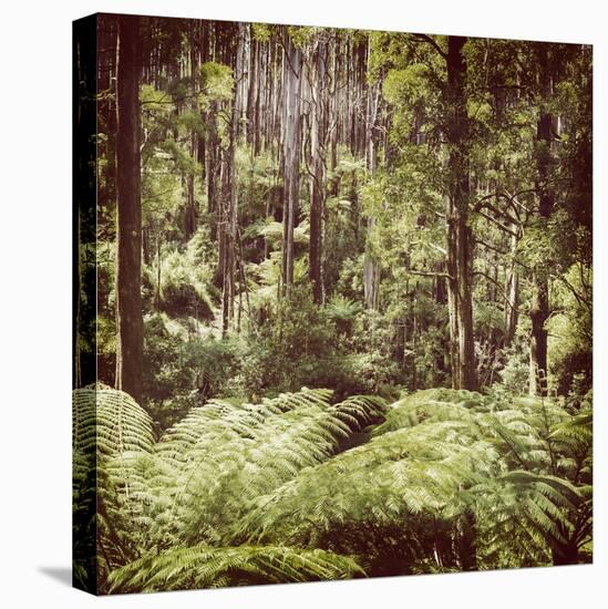 Fern Forest Filtered-THPStock-Stretched Canvas