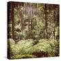 Fern Forest Filtered-THPStock-Stretched Canvas