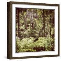 Fern Forest Filtered-THPStock-Framed Photographic Print