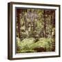 Fern Forest Filtered-THPStock-Framed Photographic Print