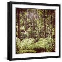 Fern Forest Filtered-THPStock-Framed Photographic Print