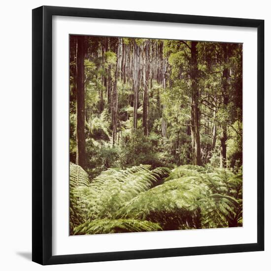 Fern Forest Filtered-THPStock-Framed Photographic Print