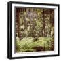 Fern Forest Filtered-THPStock-Framed Photographic Print