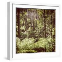 Fern Forest Filtered-THPStock-Framed Photographic Print