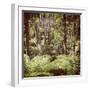 Fern Forest Filtered-THPStock-Framed Photographic Print