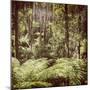 Fern Forest Filtered-THPStock-Mounted Photographic Print