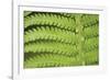 Fern Form-Staffan Widstrand-Framed Giclee Print