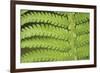 Fern Form-Staffan Widstrand-Framed Giclee Print