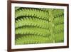 Fern Form-Staffan Widstrand-Framed Giclee Print