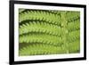 Fern Form-Staffan Widstrand-Framed Giclee Print