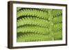 Fern Form-Staffan Widstrand-Framed Giclee Print