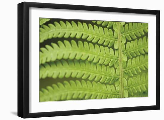 Fern Form-Staffan Widstrand-Framed Giclee Print