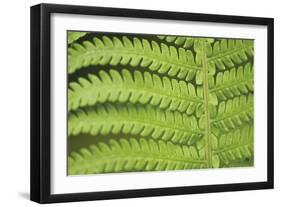 Fern Form-Staffan Widstrand-Framed Giclee Print