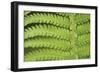 Fern Form-Staffan Widstrand-Framed Giclee Print