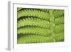 Fern Form-Staffan Widstrand-Framed Giclee Print