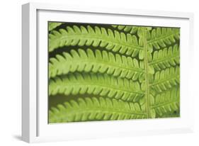 Fern Form-Staffan Widstrand-Framed Giclee Print