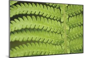 Fern Form-Staffan Widstrand-Mounted Giclee Print