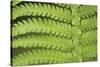 Fern Form-Staffan Widstrand-Stretched Canvas