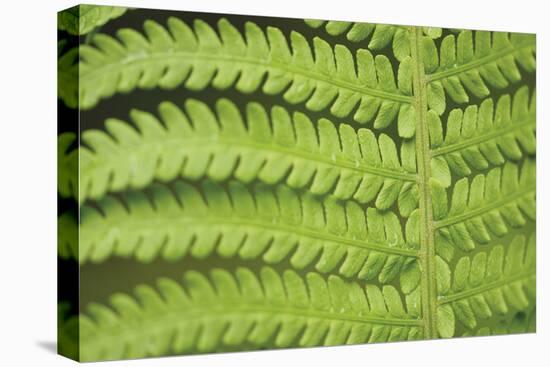 Fern Form-Staffan Widstrand-Stretched Canvas