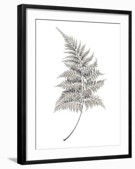 Fern Frond I-Hilary Armstrong-Framed Giclee Print