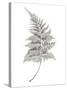 Fern Frond I-Hilary Armstrong-Stretched Canvas