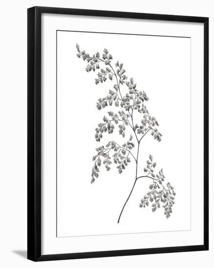 Fern Frond II-Hilary Armstrong-Framed Giclee Print