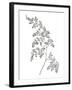 Fern Frond II-Hilary Armstrong-Framed Giclee Print