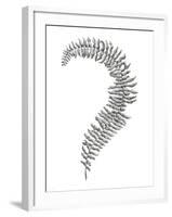 Fern Frond III-Hilary Armstrong-Framed Giclee Print