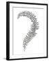 Fern Frond III-Hilary Armstrong-Framed Giclee Print