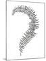 Fern Frond III-Hilary Armstrong-Mounted Giclee Print