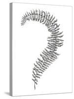 Fern Frond III-Hilary Armstrong-Stretched Canvas