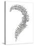 Fern Frond III-Hilary Armstrong-Stretched Canvas