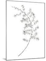 Fern Frond IV-Hilary Armstrong-Mounted Giclee Print