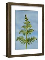 Fern frond unrolling in spring, Overton, Gower, South Wales, United Kingdom (photo)-null-Framed Photographic Print