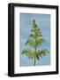 Fern frond unrolling in spring, Overton, Gower, South Wales, United Kingdom (photo)-null-Framed Photographic Print