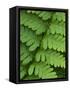 Fern Frond-Clive Nichols-Framed Stretched Canvas