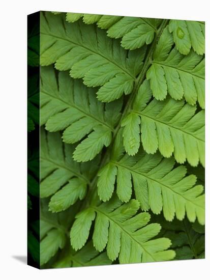 Fern Frond-Clive Nichols-Stretched Canvas