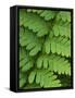 Fern Frond-Clive Nichols-Framed Stretched Canvas