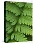 Fern Frond-Clive Nichols-Stretched Canvas