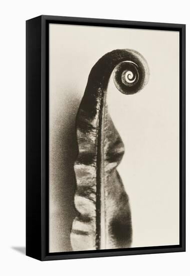 Fern Frond-Graeme Harris-Framed Stretched Canvas